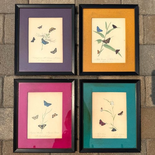 Antique hand colored - antique, butterfly
